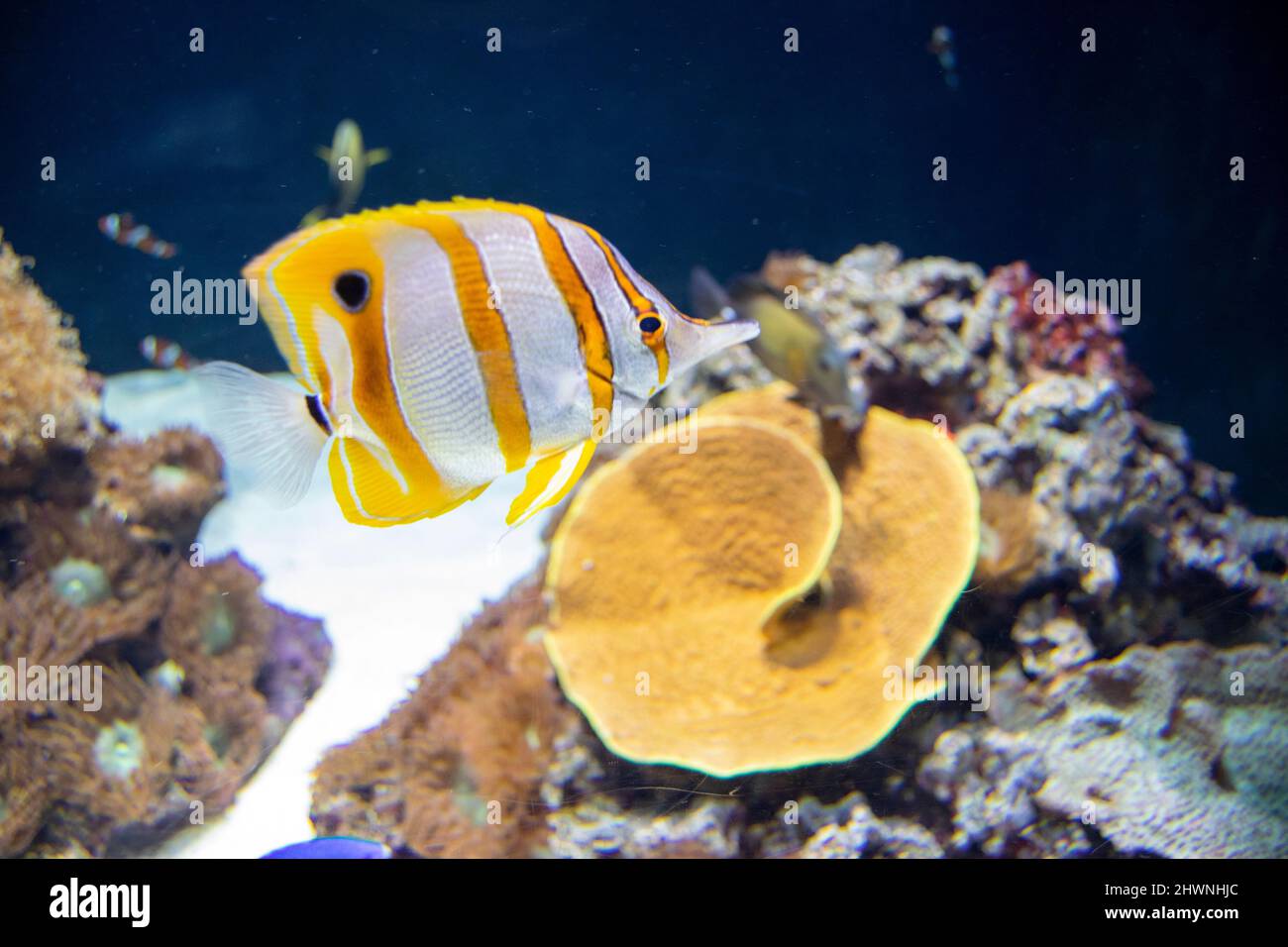 Der Copperband Butterflyfish, auch bekannt als der Schnabelkorallenfisch. Stockfoto