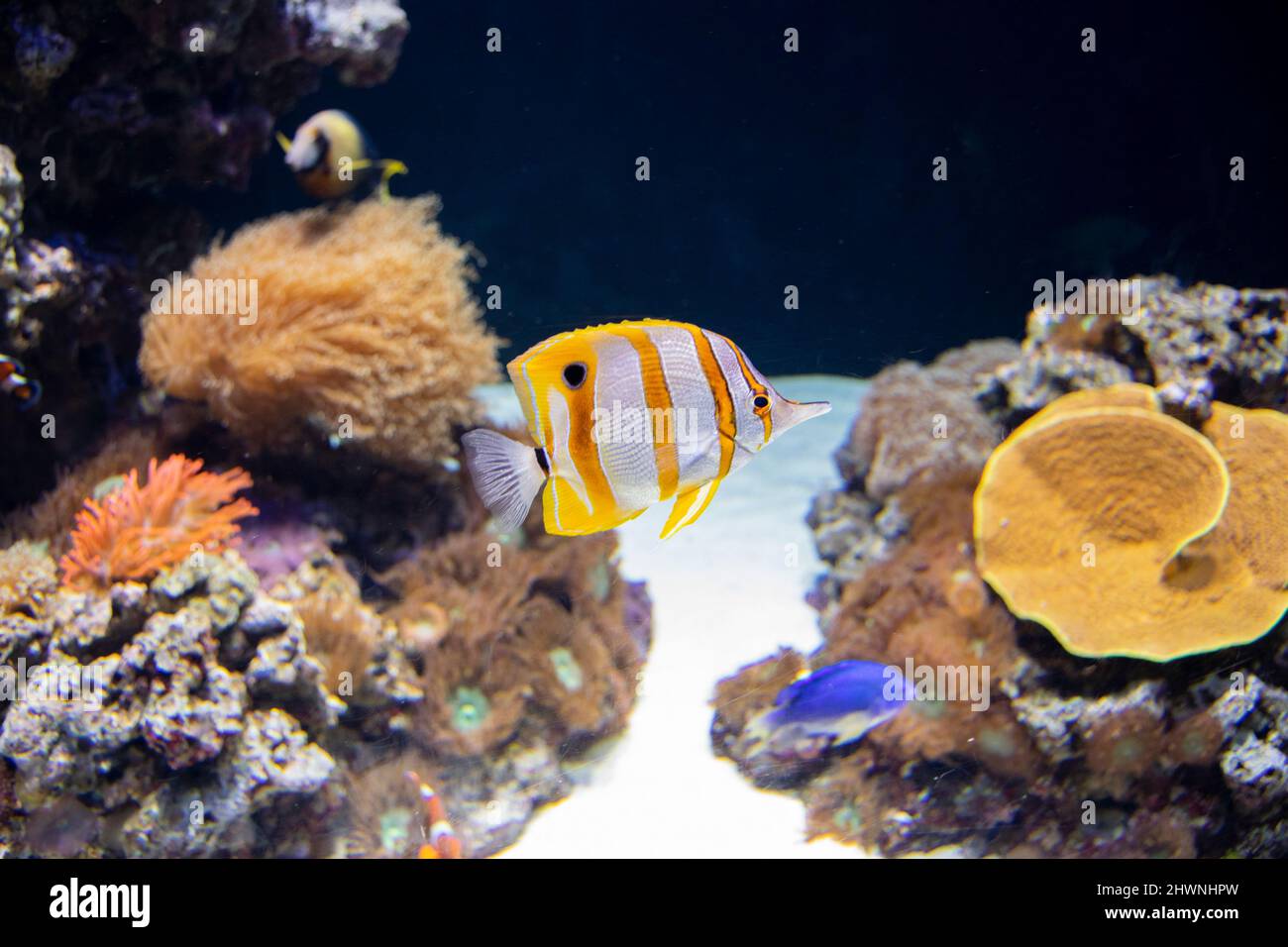 Der Copperband Butterflyfish, auch bekannt als der Schnabelkorallenfisch. Stockfoto