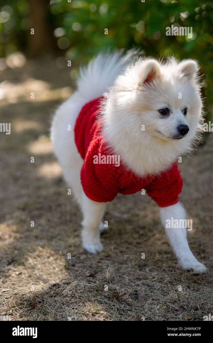 White Pommern im Sunshine Park Stockfoto