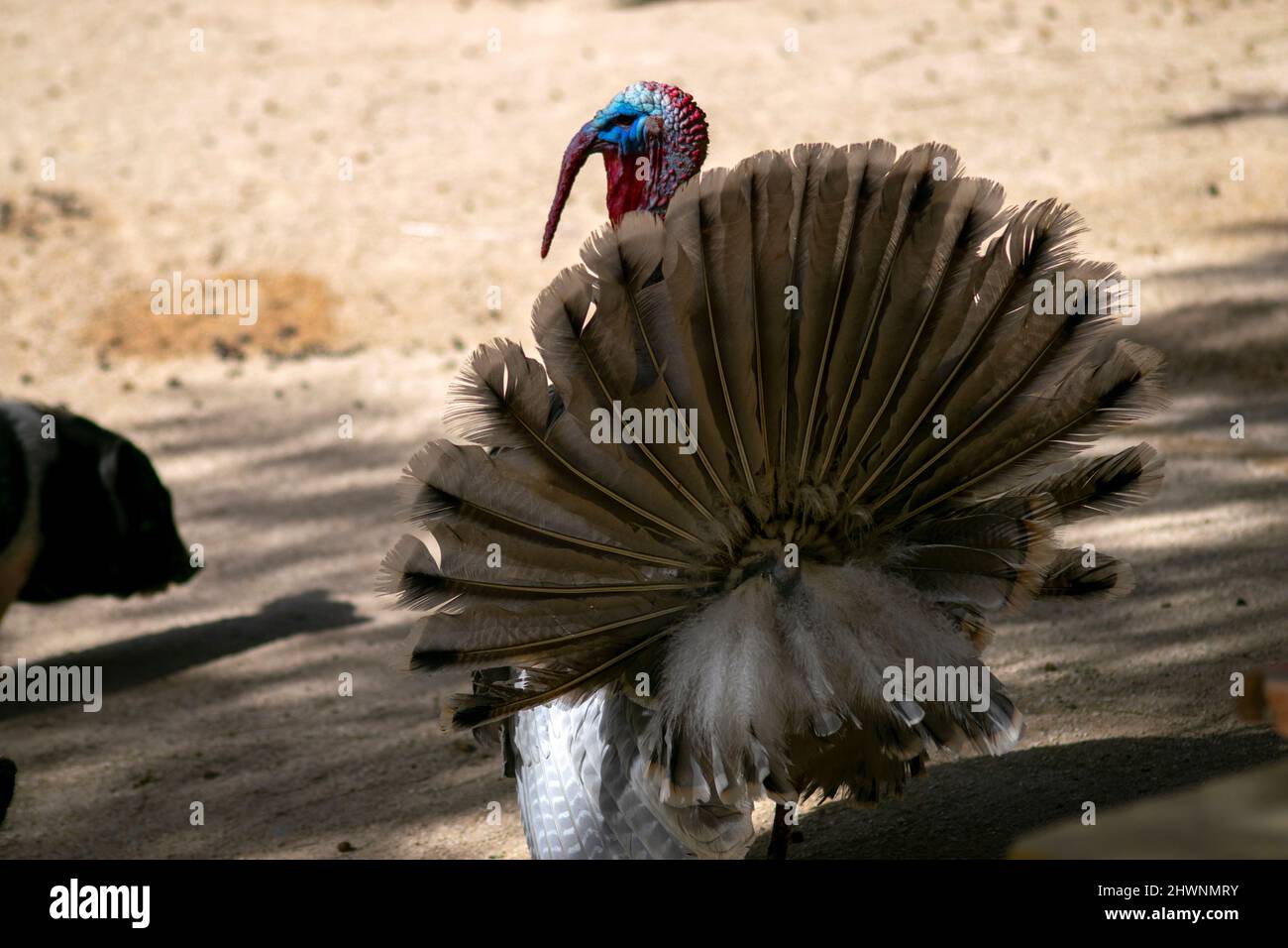 Der wilde turkey (Meleagris gallopavo) ist ein in Nordamerika heimischer Hochlandvogelvögel. Pute öffnet oder verteilt Schwanzfedern. Stockfoto Der wilde turkey (Meleagris gallopavo) ist ein in Nordamerika heimischer Hochlandvogelvögel. Pute öffnet oder verteilt Schwanzfedern. Stockfoto