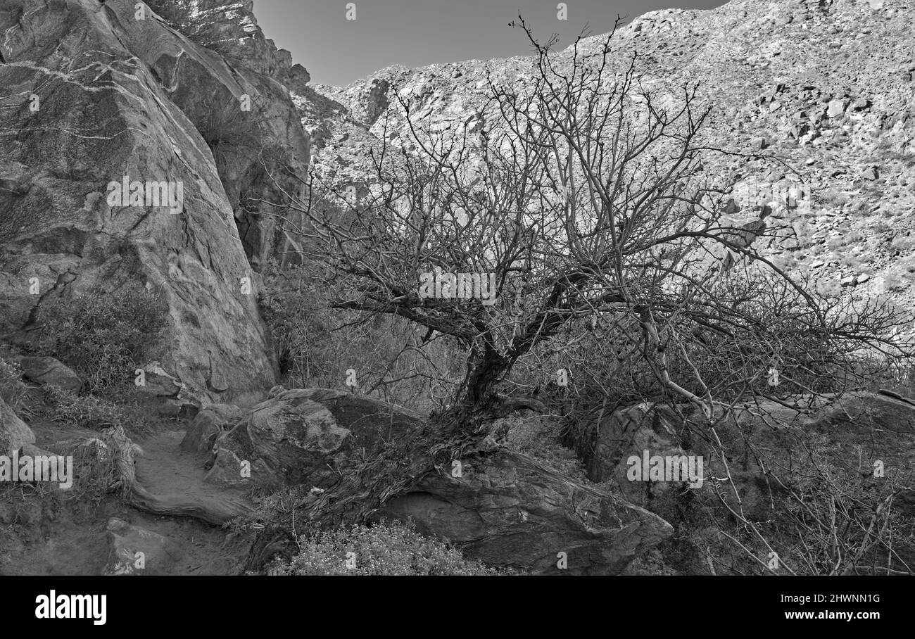 Im Tahquitz Canyon gibt es einen spektakulären, 60 Meter hohen Wasserfall, Felskunst, uralte Bewässerungssysteme, einheimische Wildtiere und Pflanzen. Befindet sich unter Stockfoto