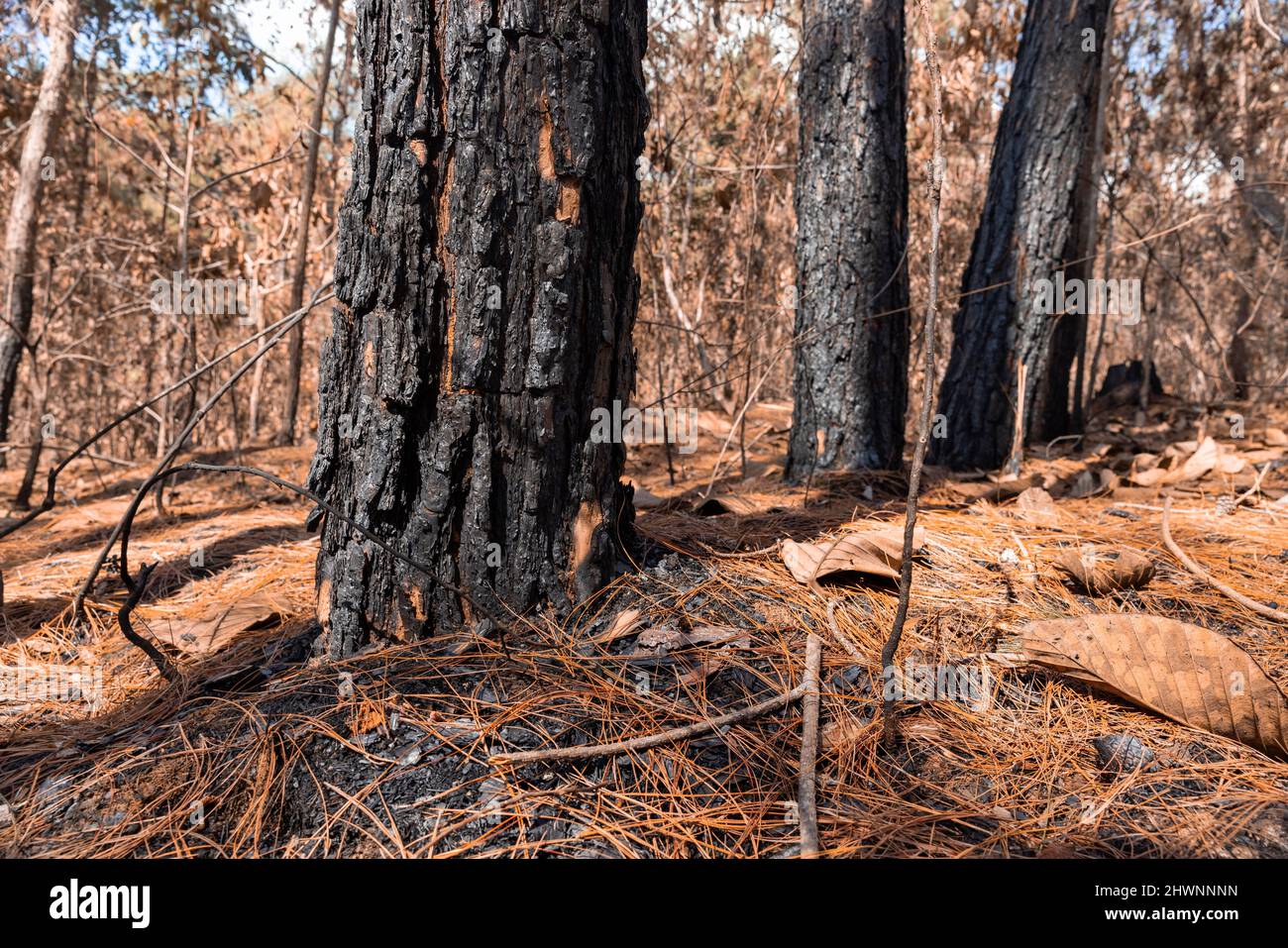 Wald nach einem Feuer . Bäume, die durch Feuer schwer beschädigt werden Stockfoto