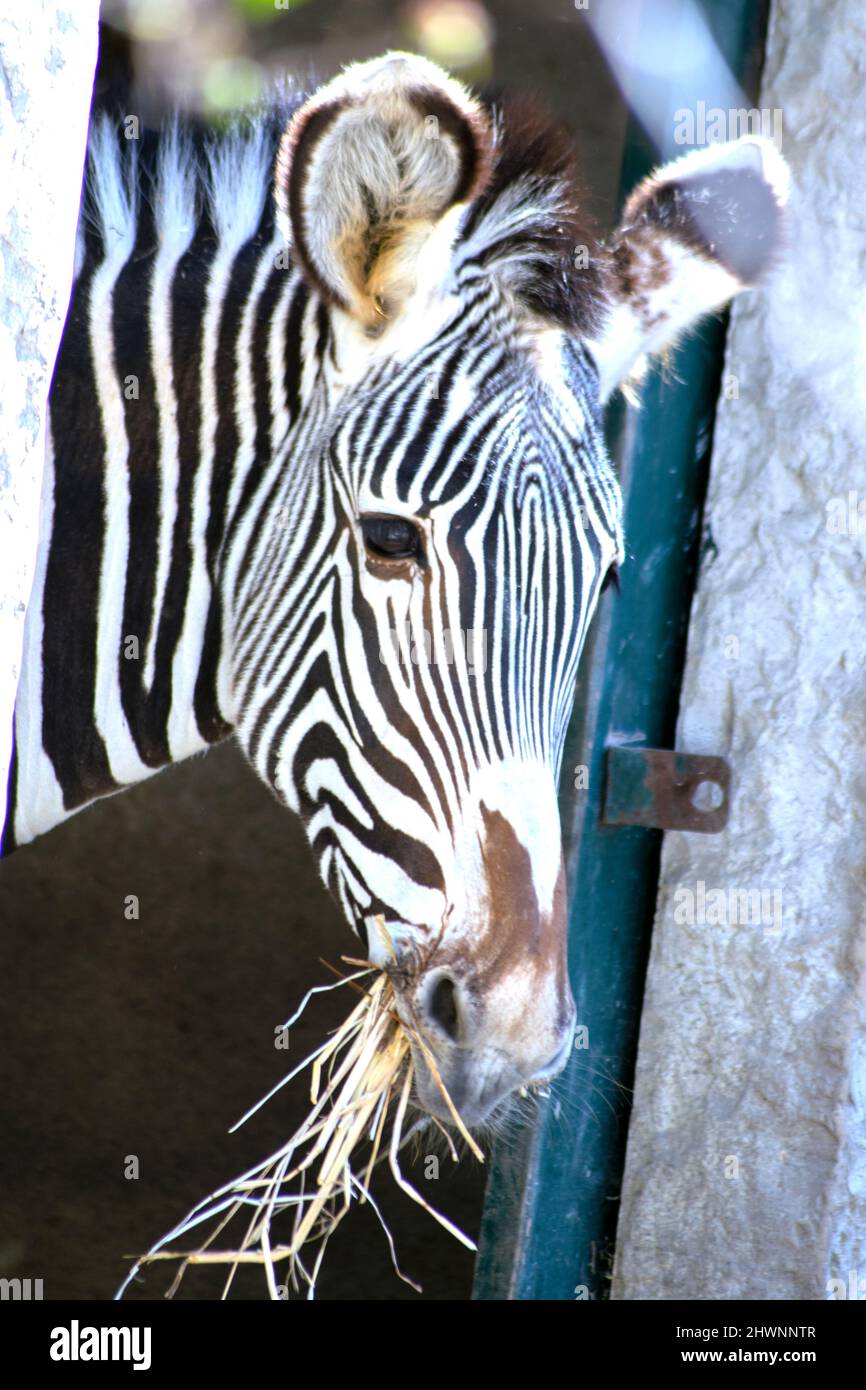 Zebra-Portrait-Essen. Es gibt drei lebende Arten: Das Zebra von Grévy, das Zebra von Unis und die Zebras von MoZebras sind afrikanische Pferde mit markanten schwarz-weißen Streifen. Stockfoto