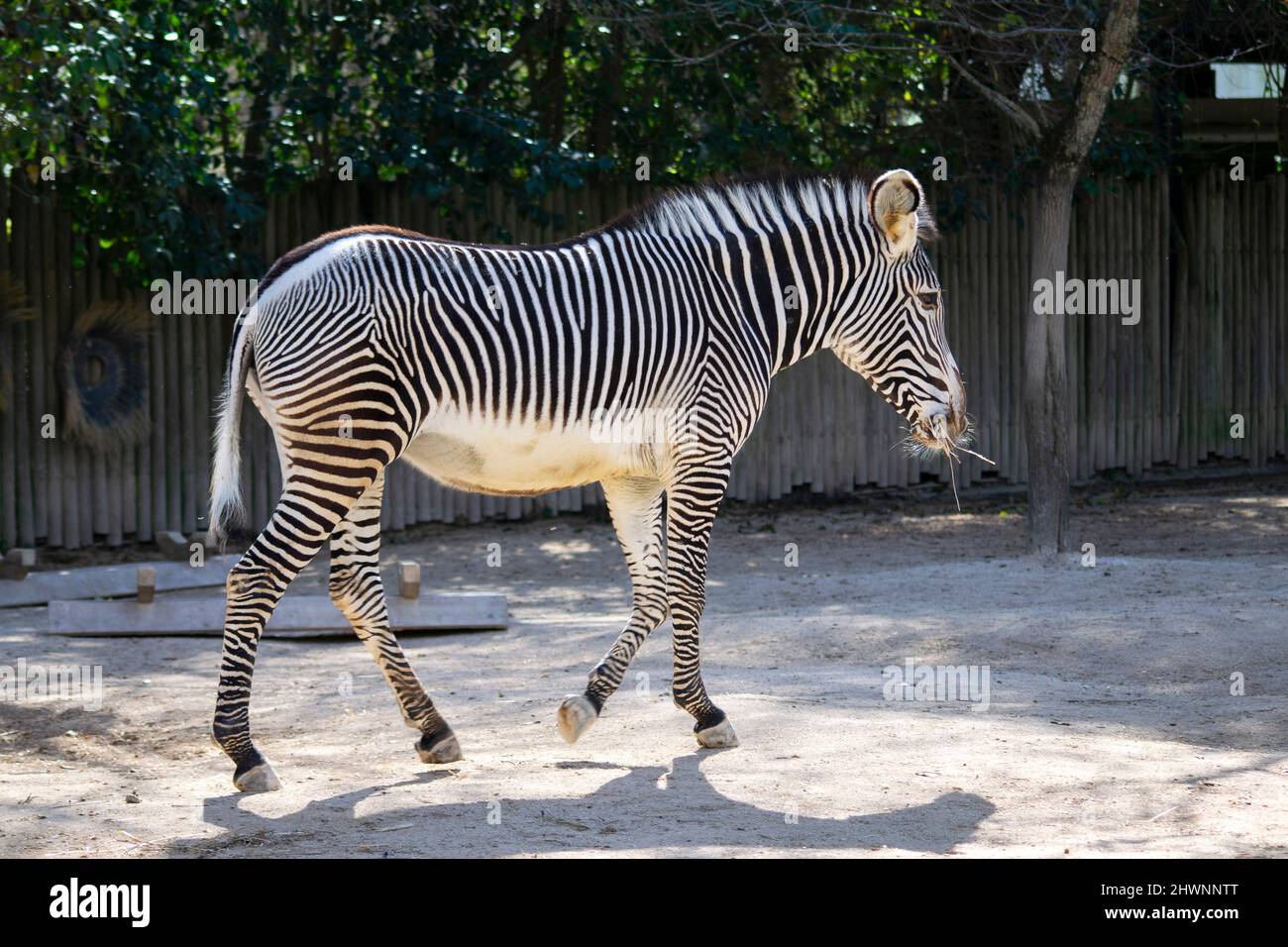 Zebras sind afrikanische Pferde mit markanten schwarz-weiß gestreiften Mänteln. Es gibt drei lebende Arten: Das Zebra von Grévy, das Zebra von Unis und die Zebras von MoZebras sind afrikanische Pferde mit markanten schwarz-weißen Streifen. Stockfoto