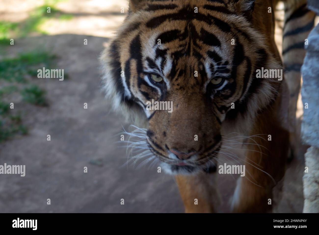 Tiger, Panthera tigris sumatrae. Erwachsener Zehenkopf, der friedlich auf die Richtung des Fotografen geht. Stockfoto