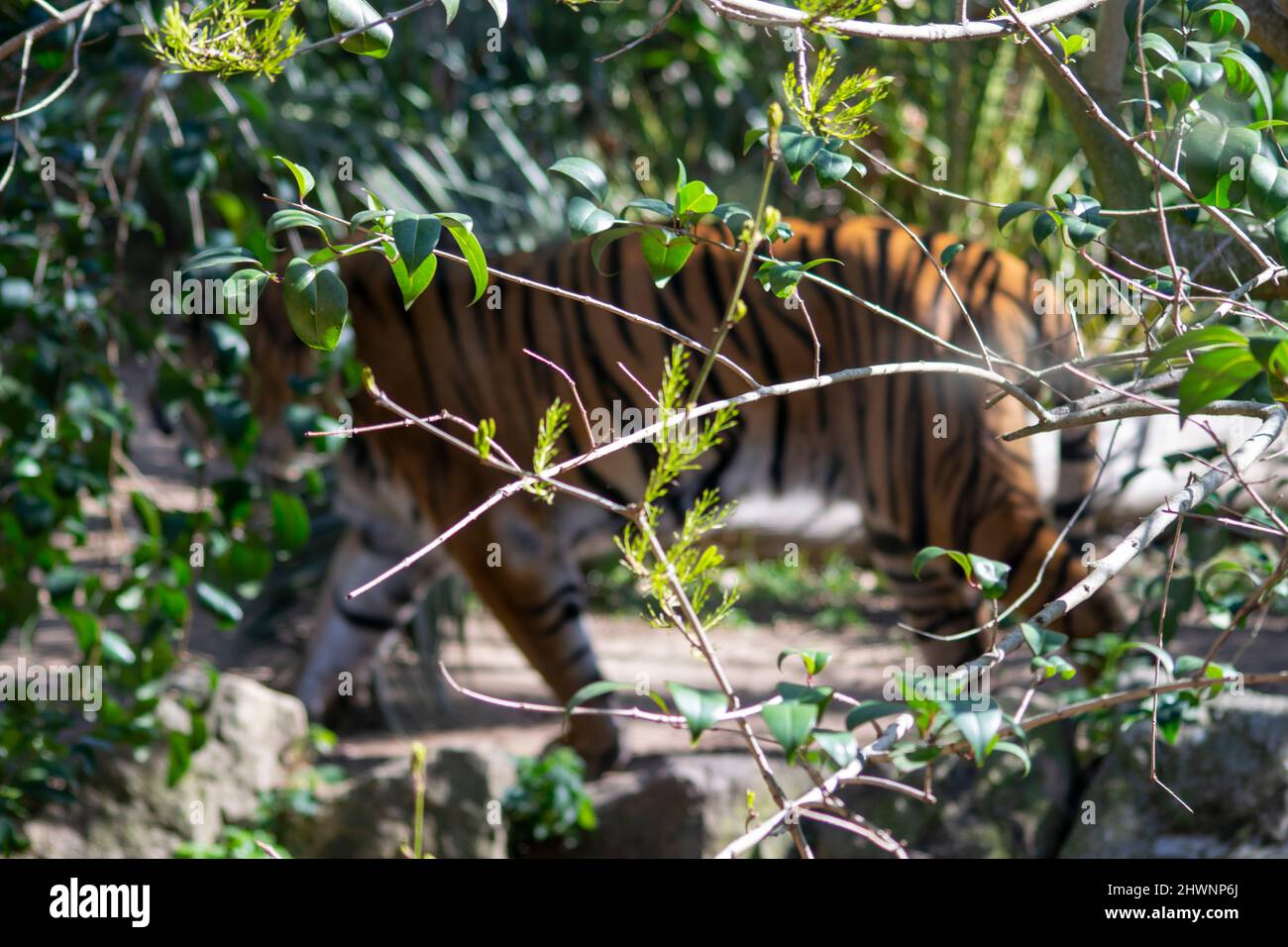 Tiger, Panthera tigris sumatrae. Tiger hütet sich im Wald. Tiger läuft hinter den Bäumen. Stockfoto