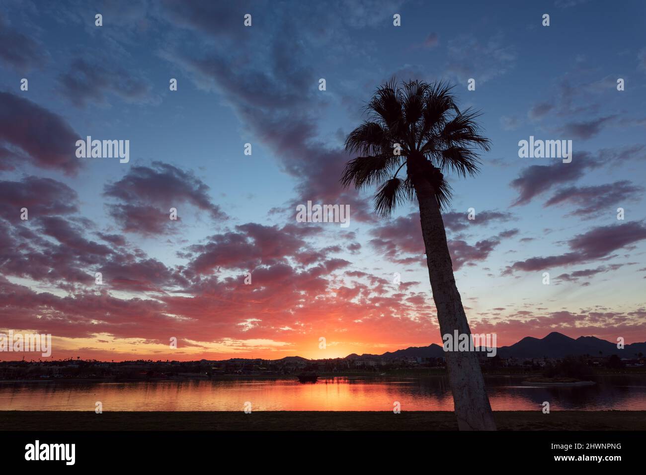Farbenfrohe Sonnenuntergangshimmel- und Palmenform in Fountain Hills, Arizona Stockfoto