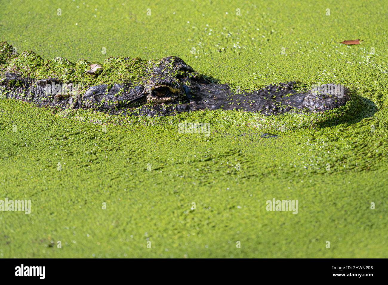 Amerikanischer Alligator (Alligator mississippiensis), der auf der Oberfläche eines mit Entenkraut bedeckten Teiches im Jacksonville Zoo in Jacksonville, Florida, fährt. Stockfoto