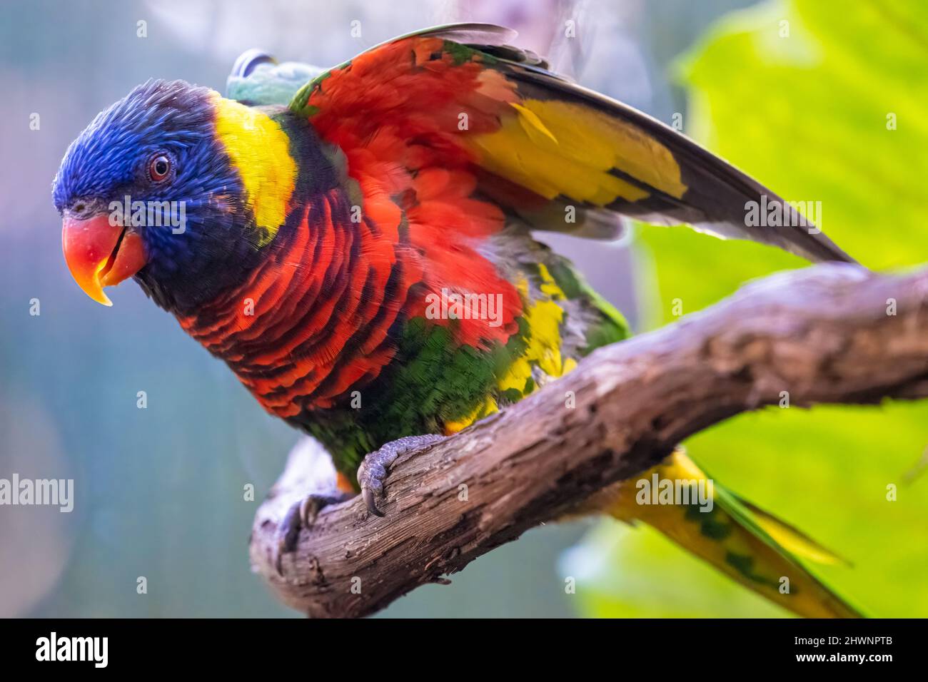Coconut Lorikeet (Trichoglossus haematodus), manchmal als Rainbow Lorikeet (Trichoglossus moluccanus) klassifiziert, im Jacksonville Zoo. (USA) Stockfoto