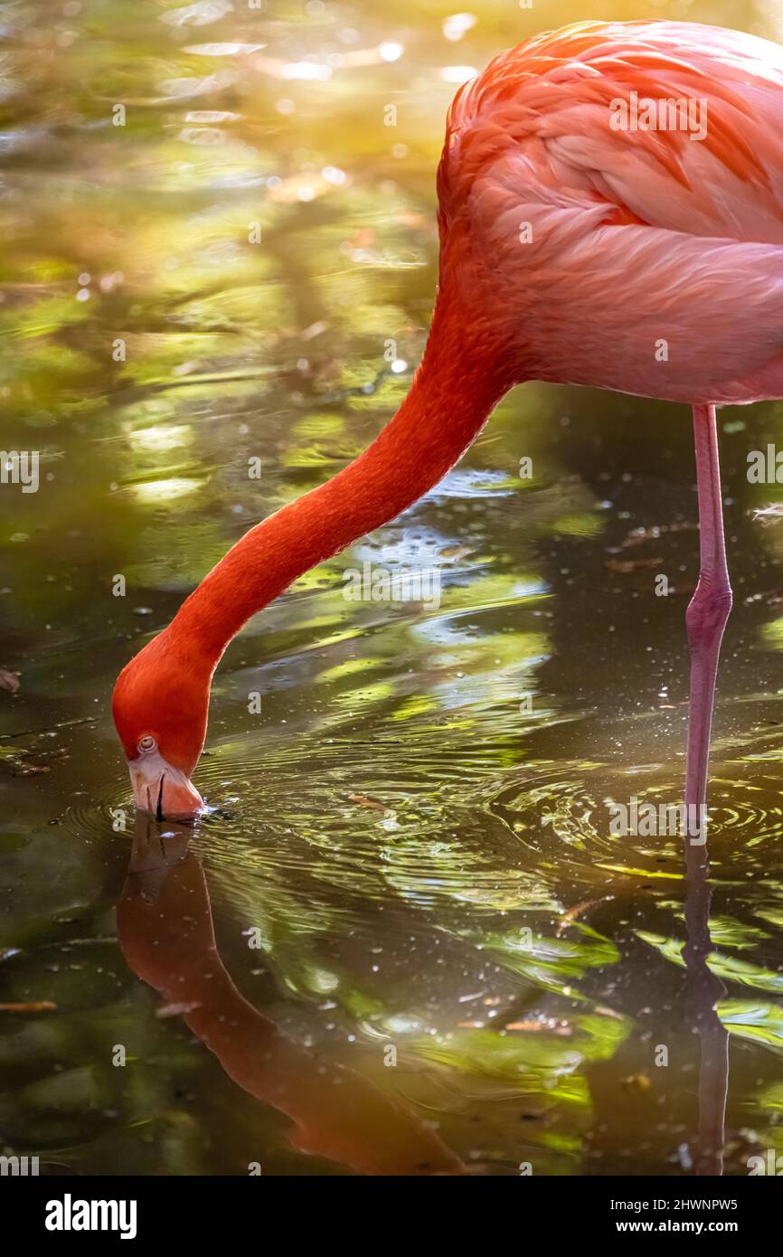 Karibischer Flamingo (Phoenicopterus ruber ruber) im Jacksonville Zoo and Gardens in Jacksonville, Florida. (USA) Stockfoto