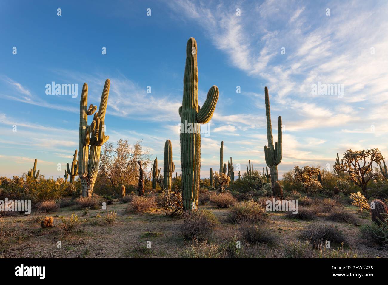 Saguaro Kaktus und Sonoran Desert Landschaft in Arizona Stockfoto