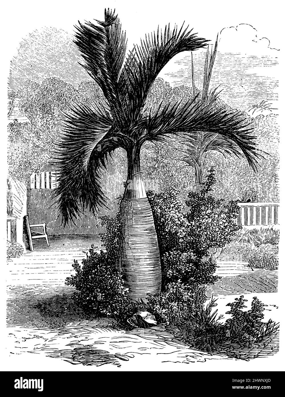 Afrikanische Palme aus Madagaskar, , (Enzyklopädie, 1893), Afrikanischer Palmbaum aus Madagaskar, Palmier africain de Madagascar Stockfoto