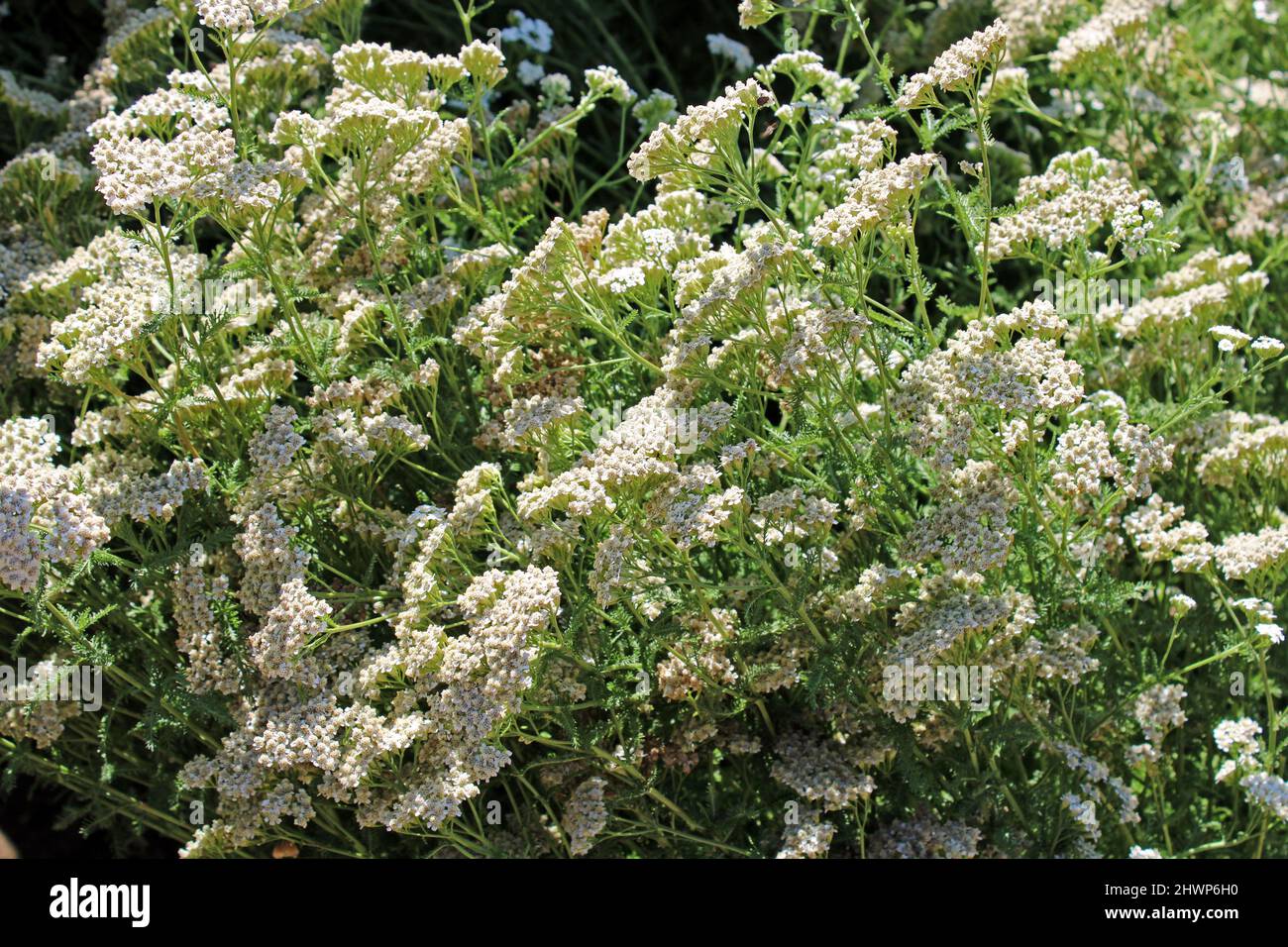 Achillea millefolium, Pflanze Stockfoto
