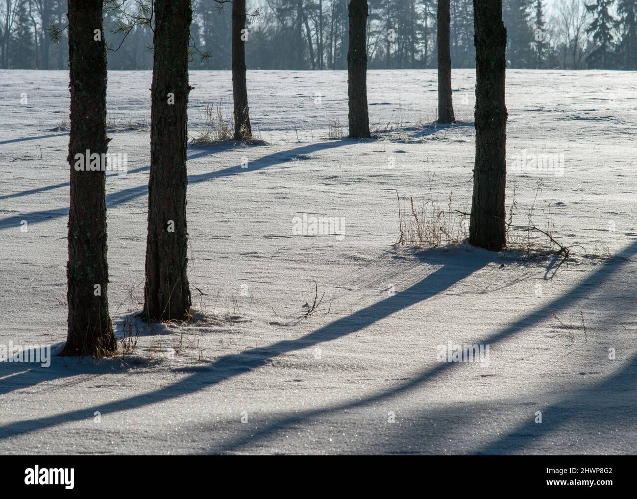 Kontrastierendes Winterbild mit dunklen Baumstämmen und Schattierungen auf weißem Schnee, Winterzeit Stockfoto