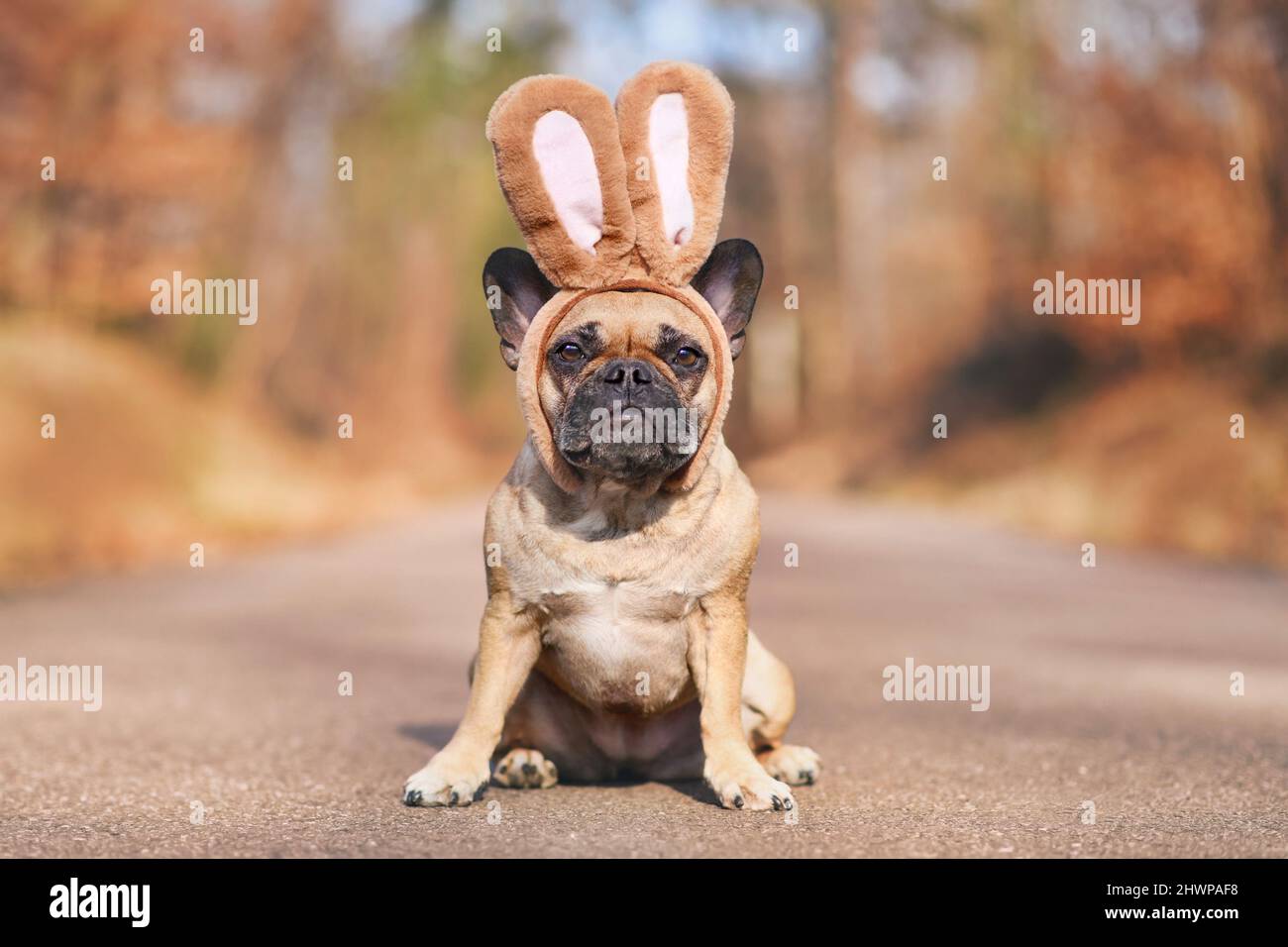 Französischer Bulldogge Hund verkleidet mit Kaninchen-Ohr-Stirnband-Kostüm Stockfoto
