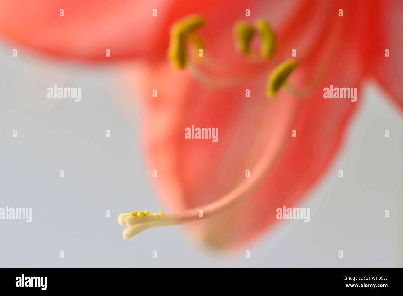 Amaryllis Blume, Pistill mit Samen Stockfoto