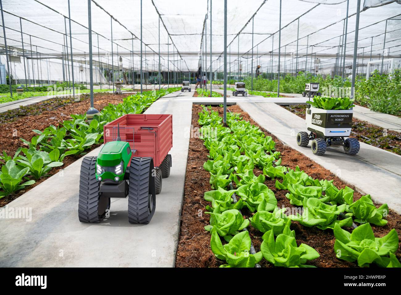 Autonomer, fahrerloser Kleintraktor, der in der Gemüsefarm arbeitet, Future 5G Technologie mit intelligentem Landwirtschaftskonzept Stockfoto
