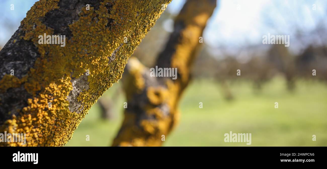 Flechten harmlose Schädling auf Baumstamm Hintergrund. Die gelbe Skala des Pilzes bedeckt die Baumrinde beim Wald. Nahaufnahme, Unschärfe im Naturhintergrund, Raum, Bann Stockfoto