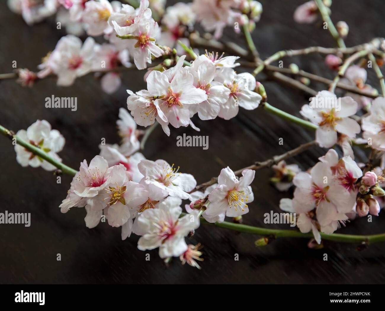 Mandelstrauß, blühende zarte weiße erste Blume auf Holztisch Hintergrund. Frische Frühlingspflanze mit Knospe zur Dekoration. Nahaufnahme, über Kopf Stockfoto