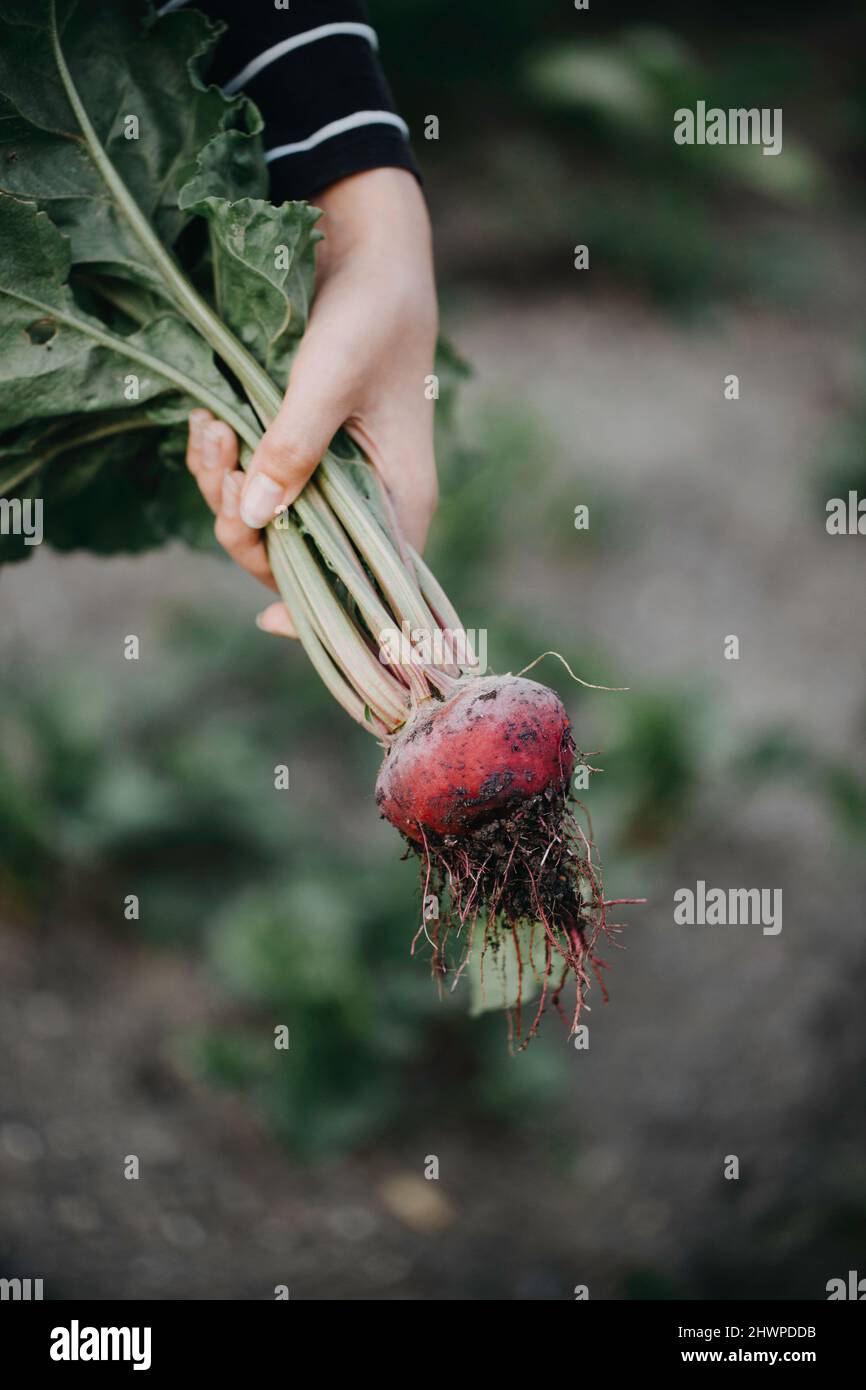 Kinderhand mit gelber Rote Bete Stockfoto