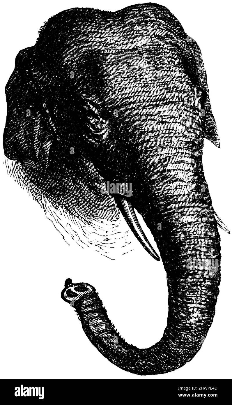 Kopf des indischen Elefanten, , anonym (Enzyklopädie, 1893), Kopf des indischen Elefanten, Tête d'Éléphant d'Inde Stockfoto