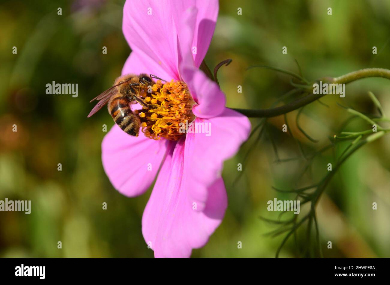 Pinke Margerite mit Biene am Bestäben ; rosa Gänseblümchen mit Biene Stockfoto