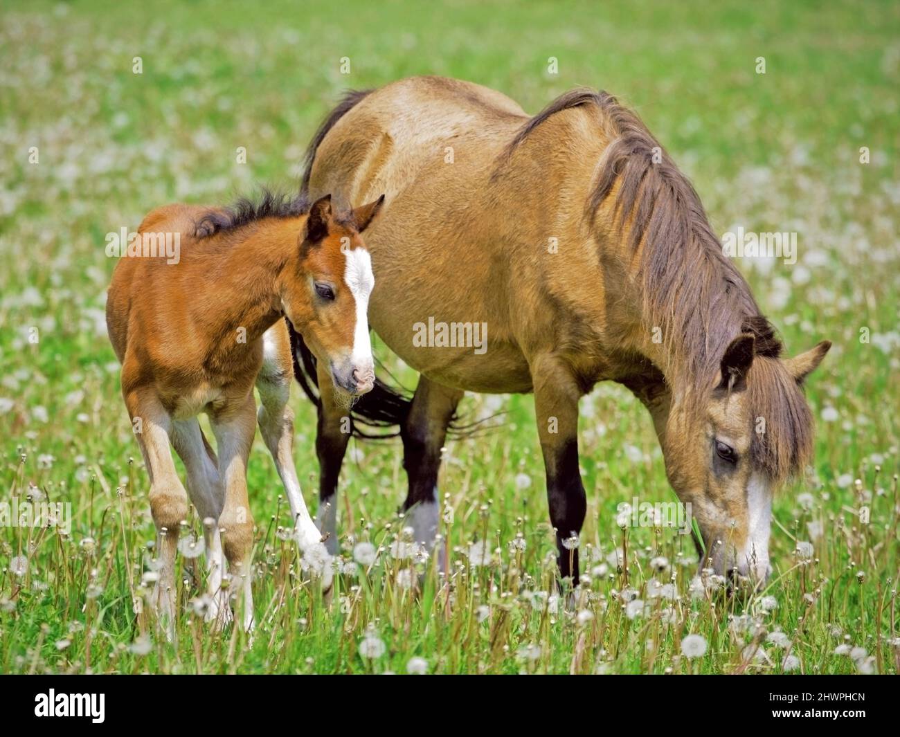 Welsh Mountain Pony Mare und Kastanienfohlen grasen zusammen auf der Wiese Stockfoto