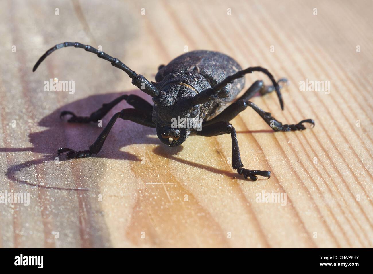 Hylotrupes Beetle auch als Hylotrupes Bajulus auf Einem Holzbrett Macro Shot bekannt Stockfoto