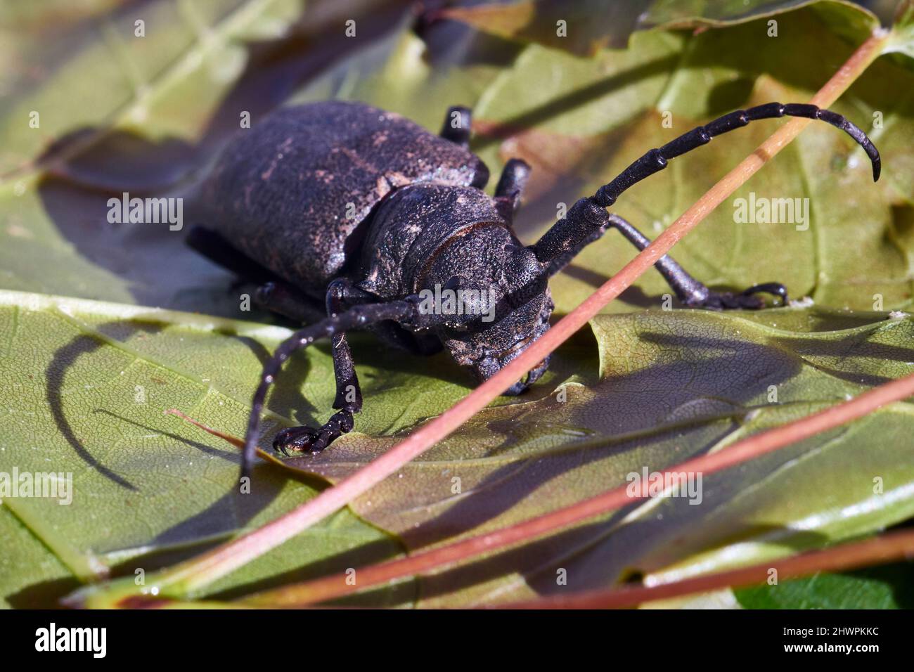 Hylotrupes Beetle auch als Hylotrupes Bajulus auf Einem Macro Shot mit grünen Blättern bekannt Stockfoto