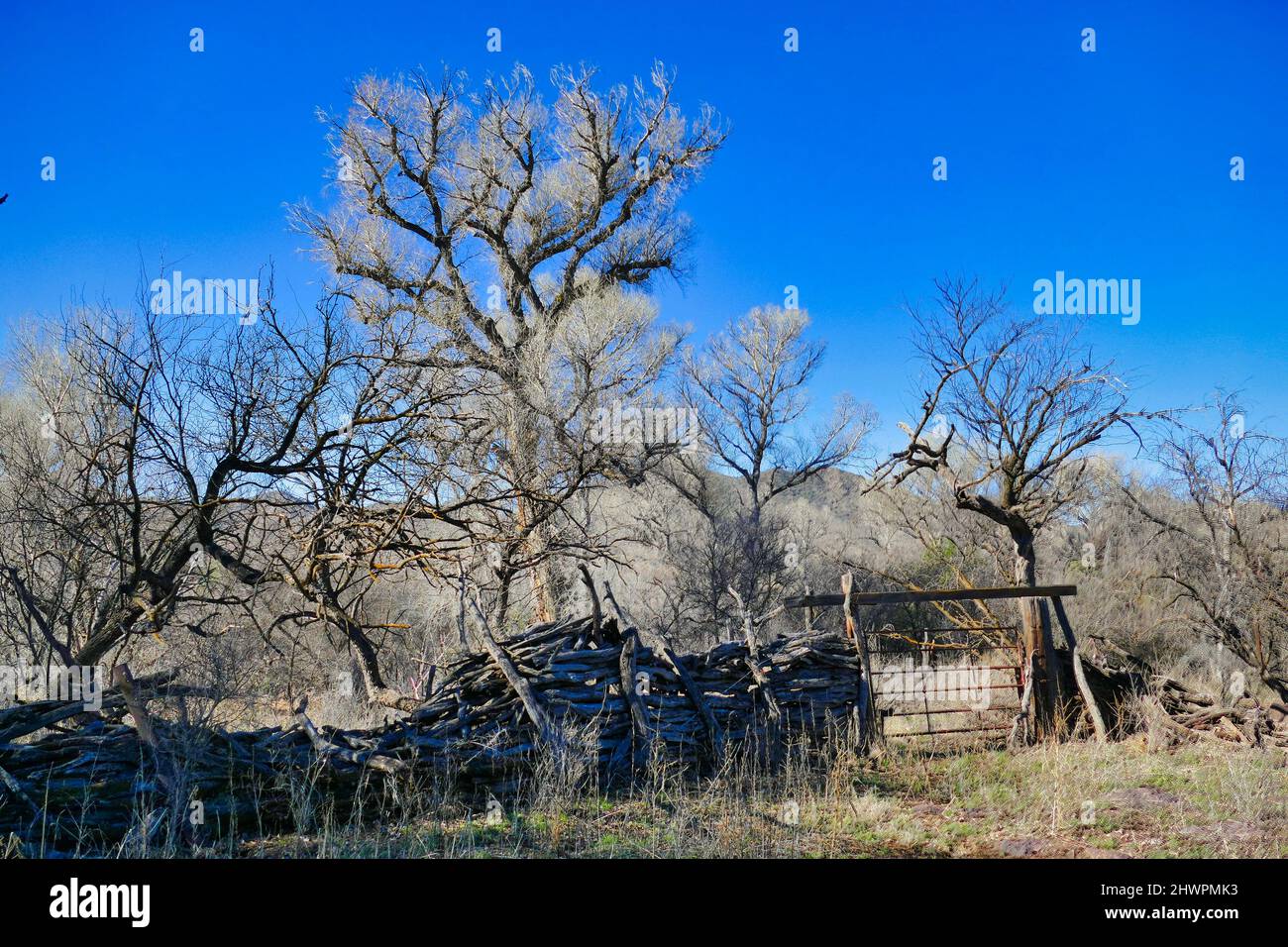 Baumwollwälder und ein alter Zaun aus Holz und Metall im Nationalen Tierschutzgebiet von Buenos Aires, nahe der mexikanischen Grenze bei Nogales, Arizona. Stockfoto
