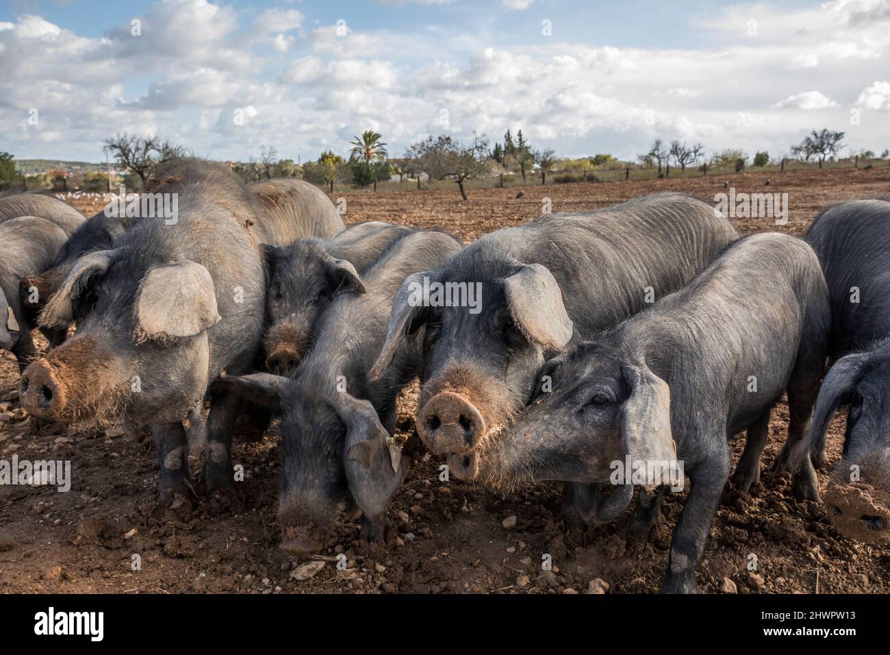 Graue Schweine füttern auf dem Feld Stockfoto