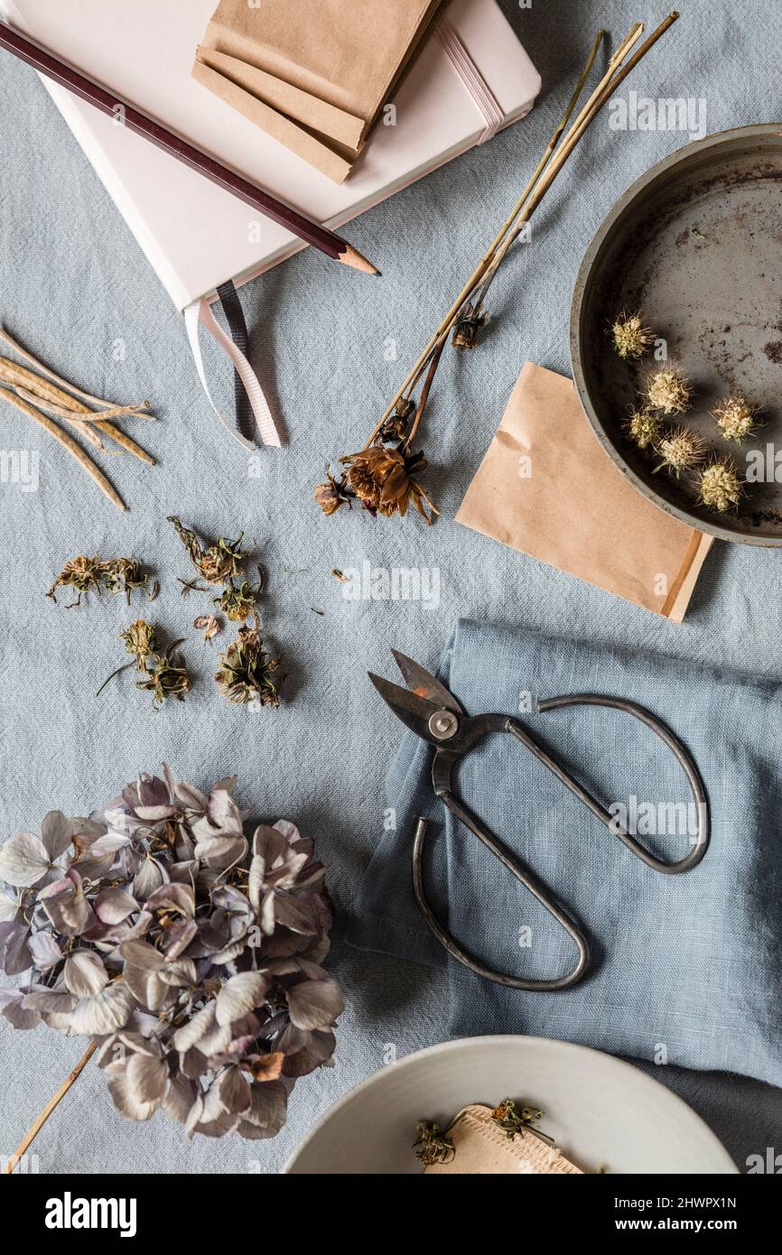 Studioaufnahme von Notizblock, Bleistift, Schere und einigen getrockneten Samen und Blumen Stockfoto