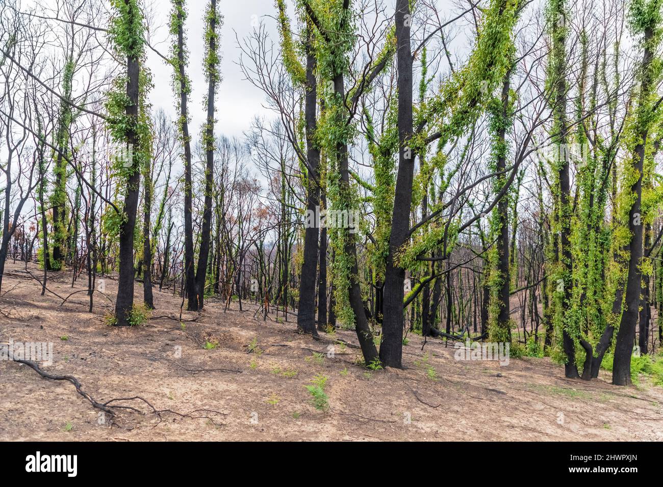Verbrannte Waldbäume sprießen nach einem Waldbrand Stockfoto