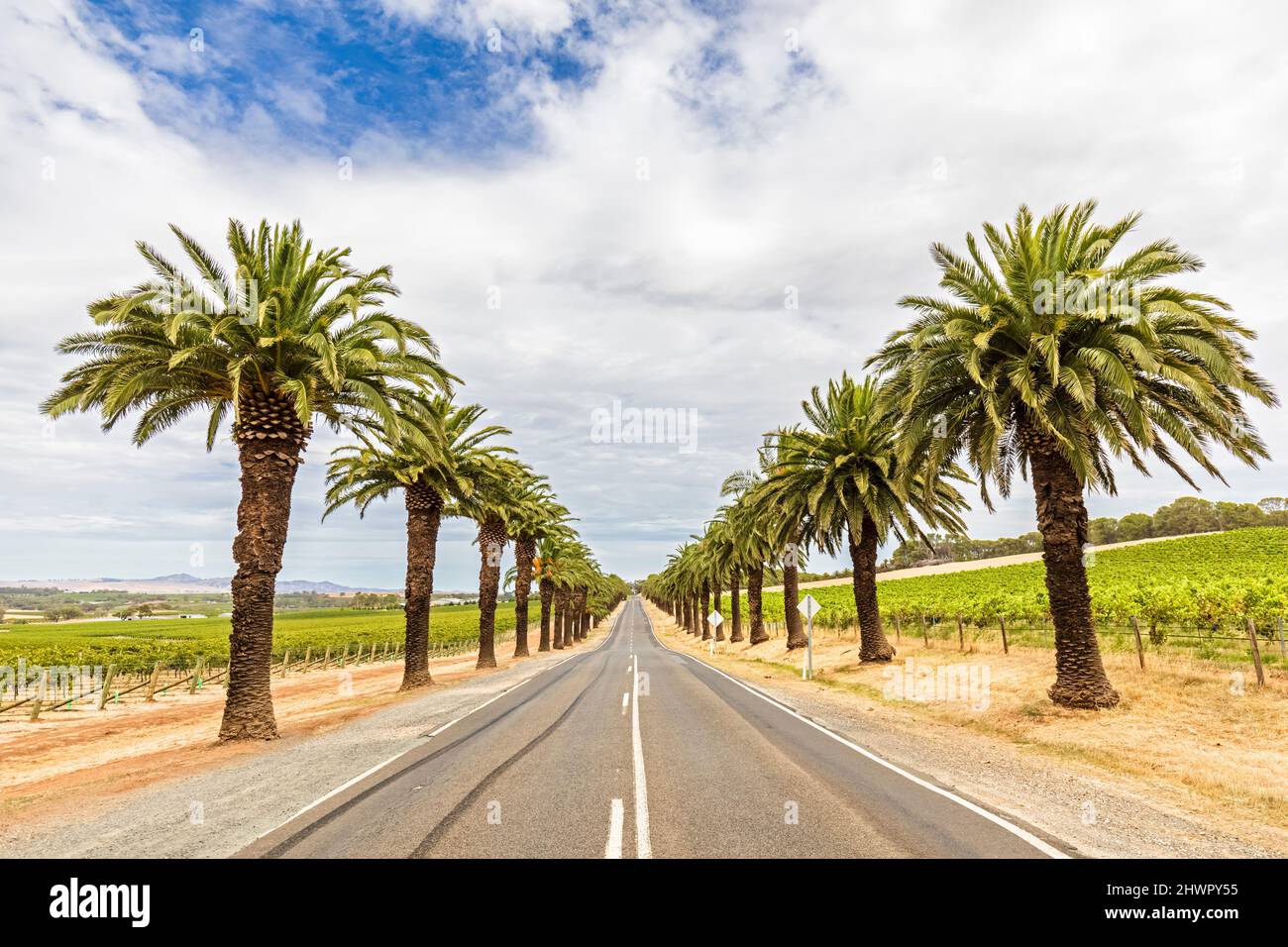 Australien, Südaustralien, Marananga, Treelined Seppeltsfield Road im Sommer mit Weinbergen auf beiden Seiten Stockfoto