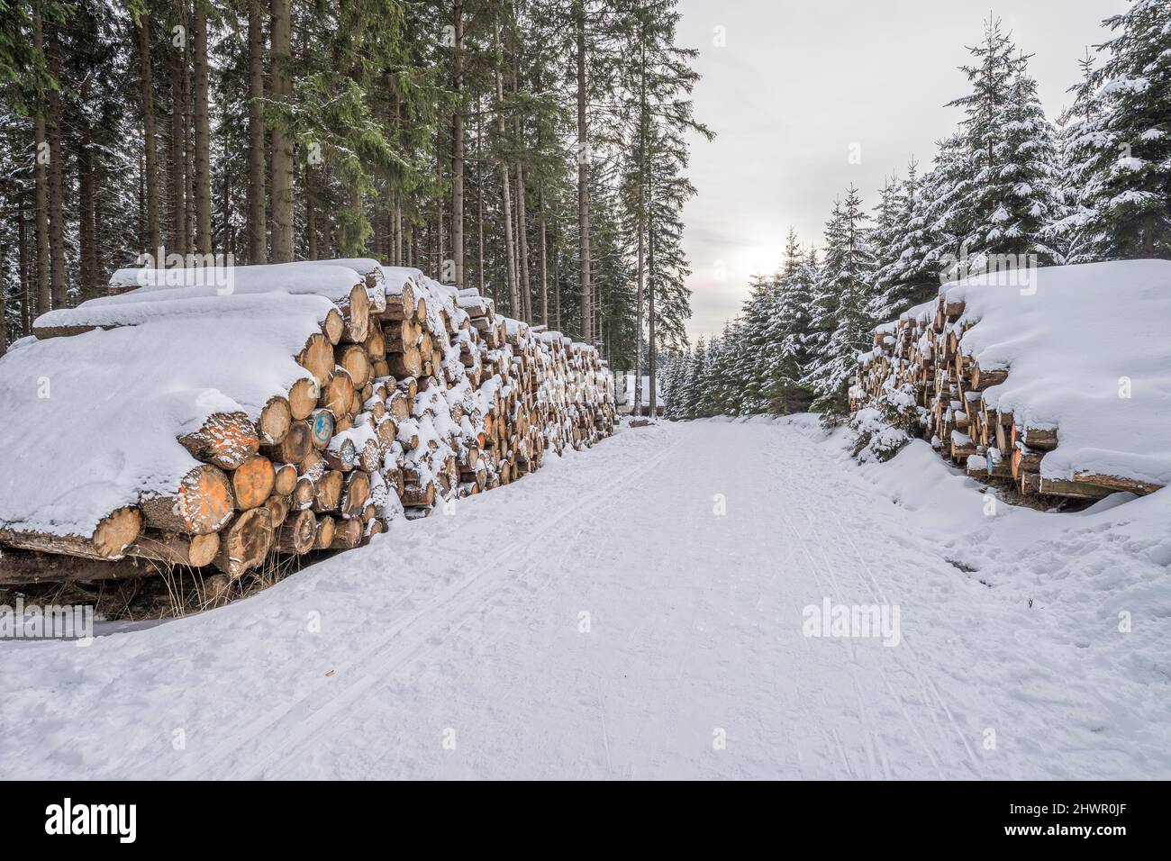 Schneebedeckte Baumstämme im Nationalpark Harz im Winter, Wernigerode, Sachsen-Anhalt, Deutschland Stockfoto