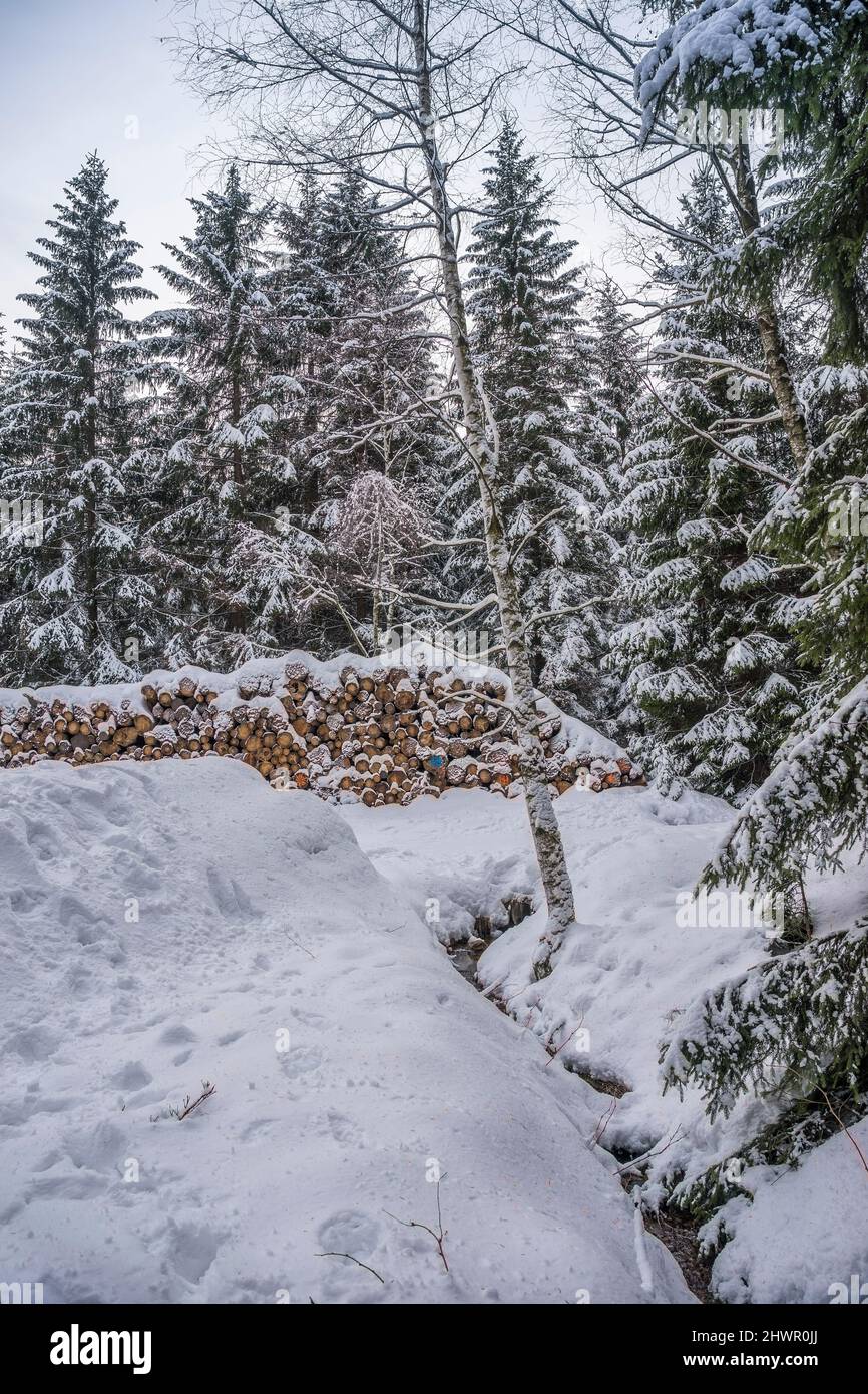 Schneebedeckte Baumstämme und Kiefern im Nationalpark Harz im Winter, Wernigerode, Sachsen-Anhalt, Deutschland Stockfoto