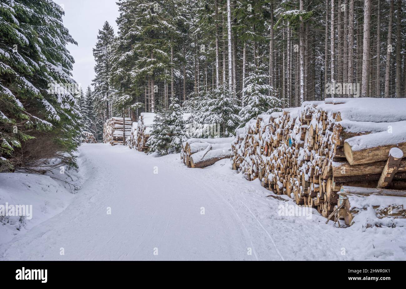 Verschneite Baumstämme im Nationalpark Harz, Wernigerode, Sachsen-Anhalt, Deutschland Stockfoto