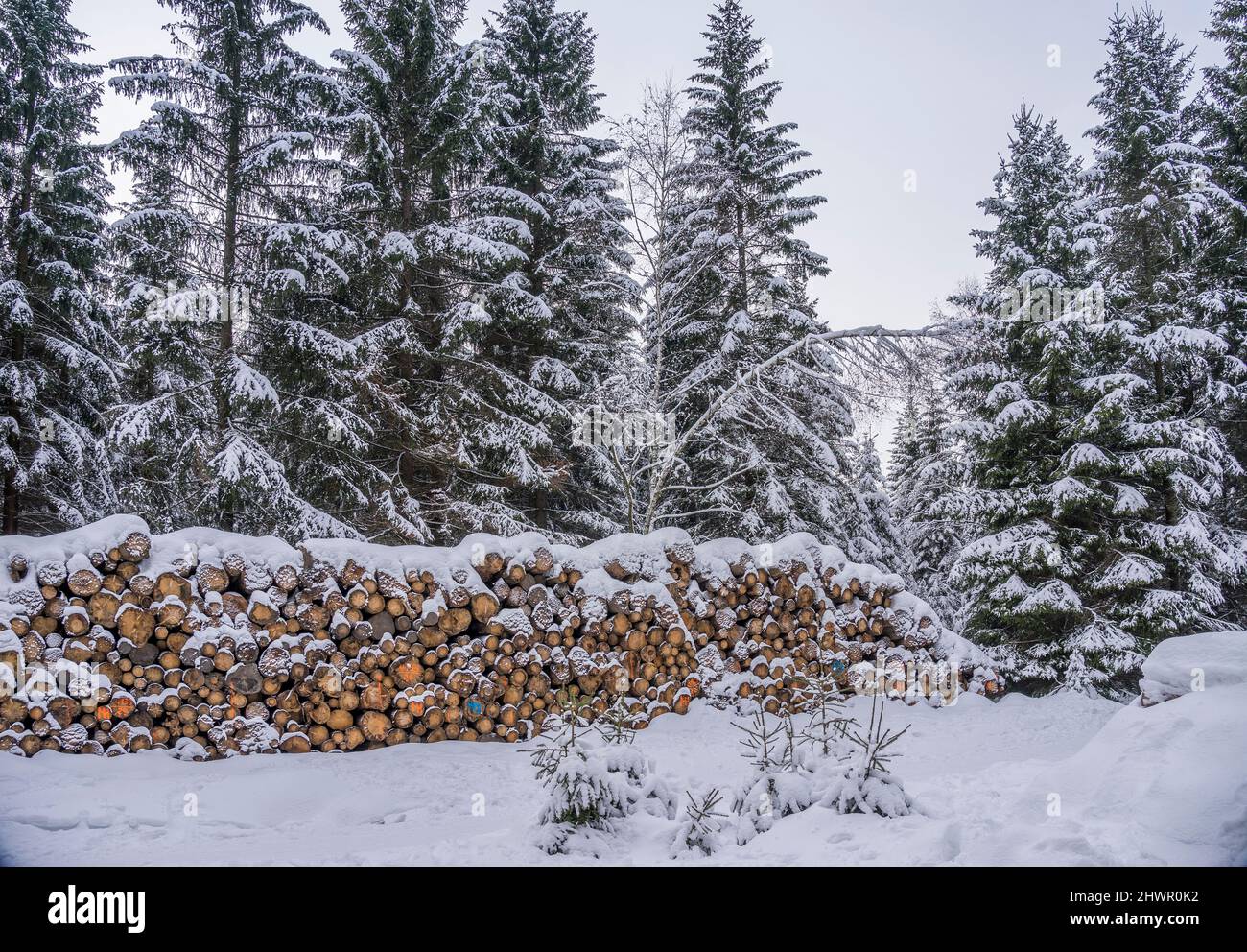 Verschneite Baumstämme vor Kiefern im Nationalpark Harz, Wernigerode, Sachsen-Anhalt, Deutschland Stockfoto