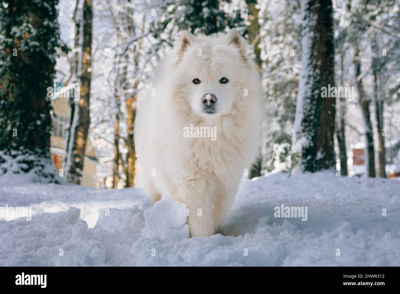 Samoyed Hund auf Schnee im Wald zu Fuß Stockfoto