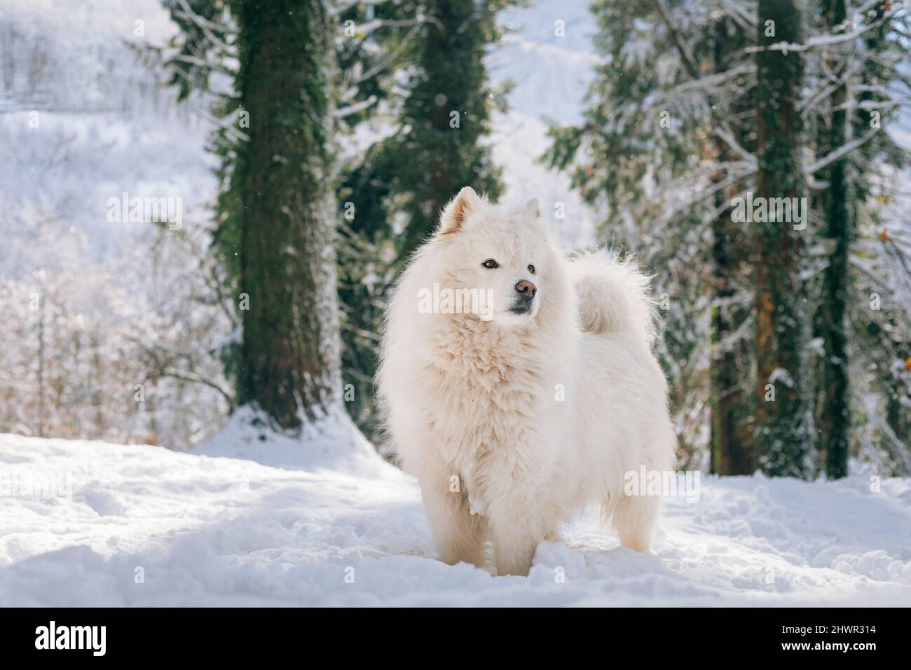 Samoyed Hund auf Schnee im Winter stehen Stockfoto