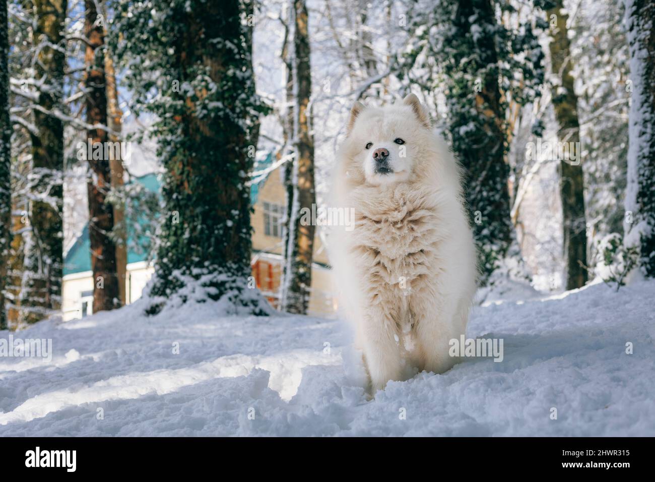 Samoyed Hund auf Schnee im Wald stehen Stockfoto