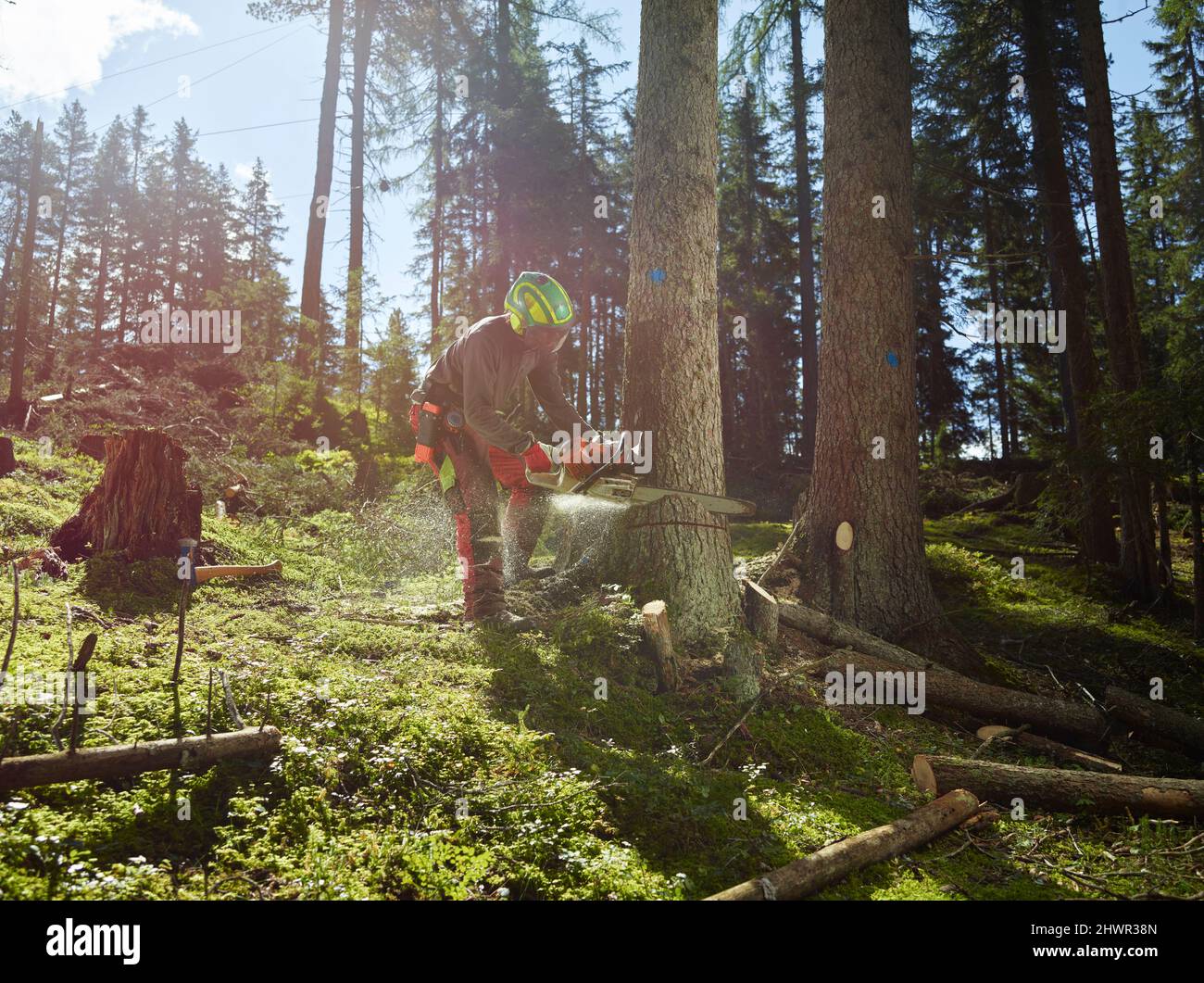 Junger Holzfäller, der Baum mit elektrischer Säge im Wald schneidet Stockfoto