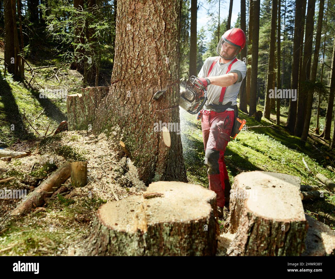 Junger Holzfäller schneidet Baum mit elektrischer Säge im Wald Stockfoto