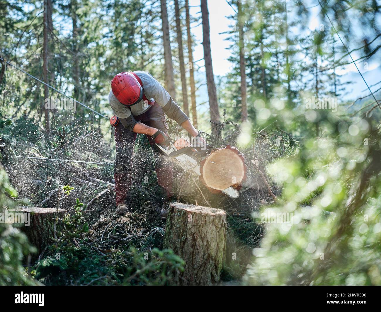Junger Holzfäller, der Baum mit Handsäge im Wald schneidet Stockfoto