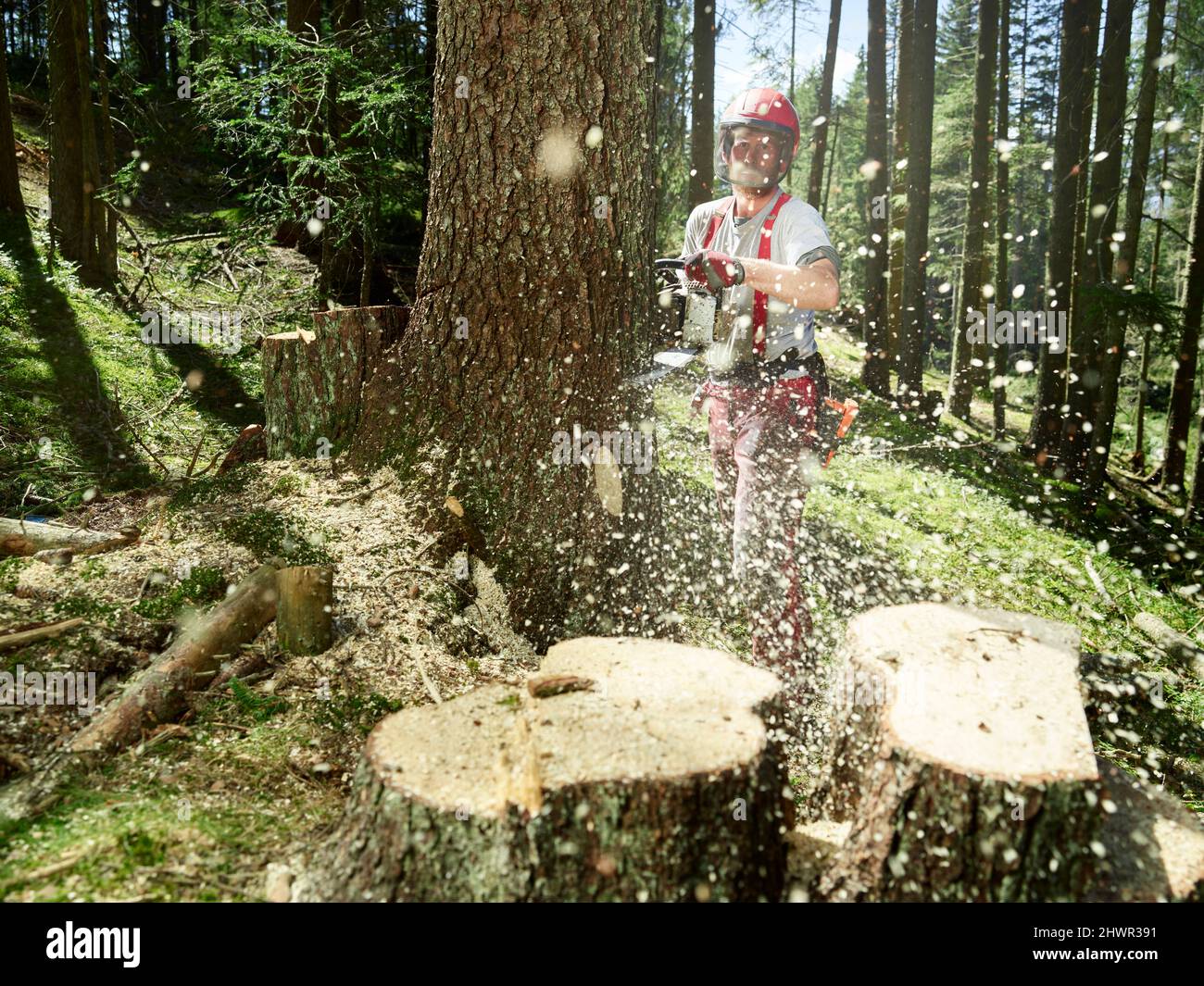 Logger schneidet Baum mit elektrischer Säge im Wald Stockfoto