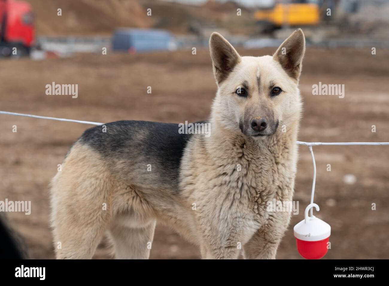 schäferhund deutscher Hund weiß jung, am Nachmittag braune Natur aus der Wache für gesunde Säugetiere, reinrassige Schäferhund. Schäferhund Saison Tiere, verspielt Stockfoto