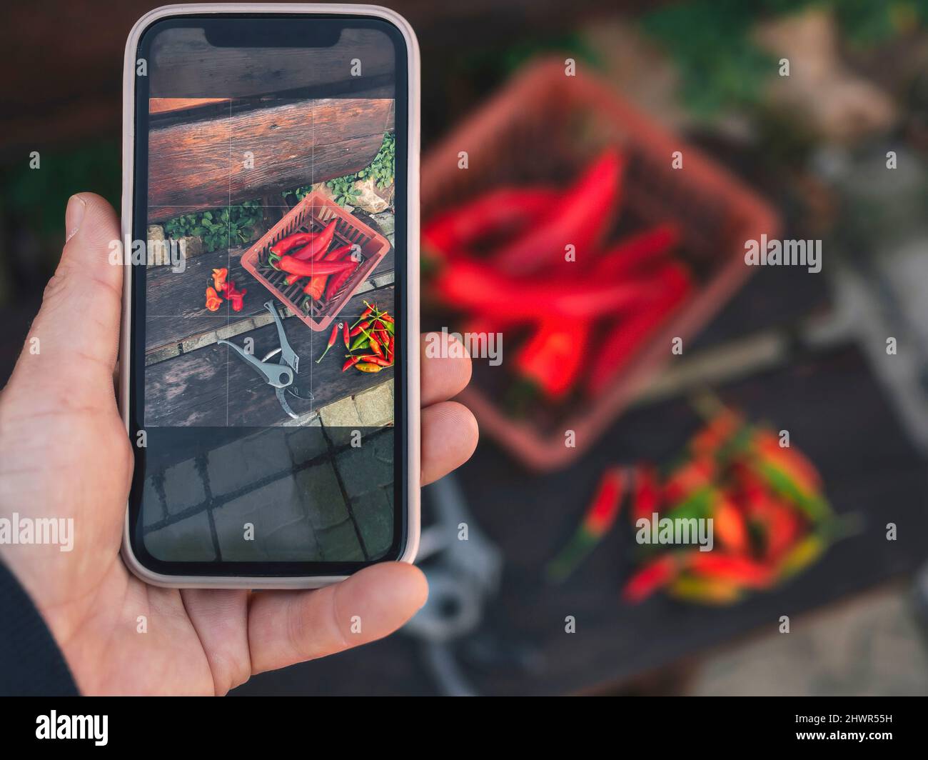 Mann, der rote Chilischoten im Korb fotografiert Stockfoto