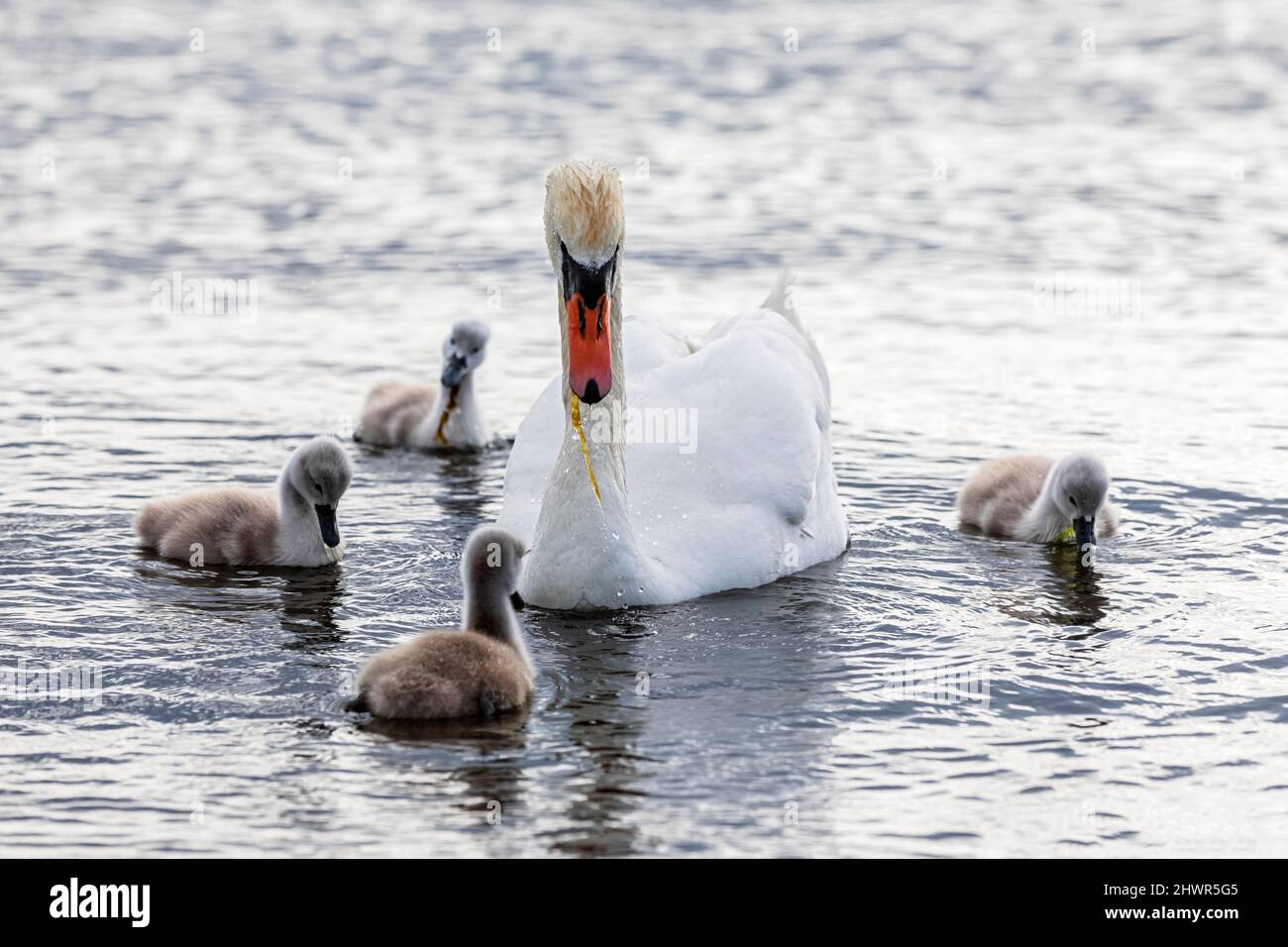 Erwachsener Schwan, der mit Cygnets auf dem Wasser schwimmt Stockfoto