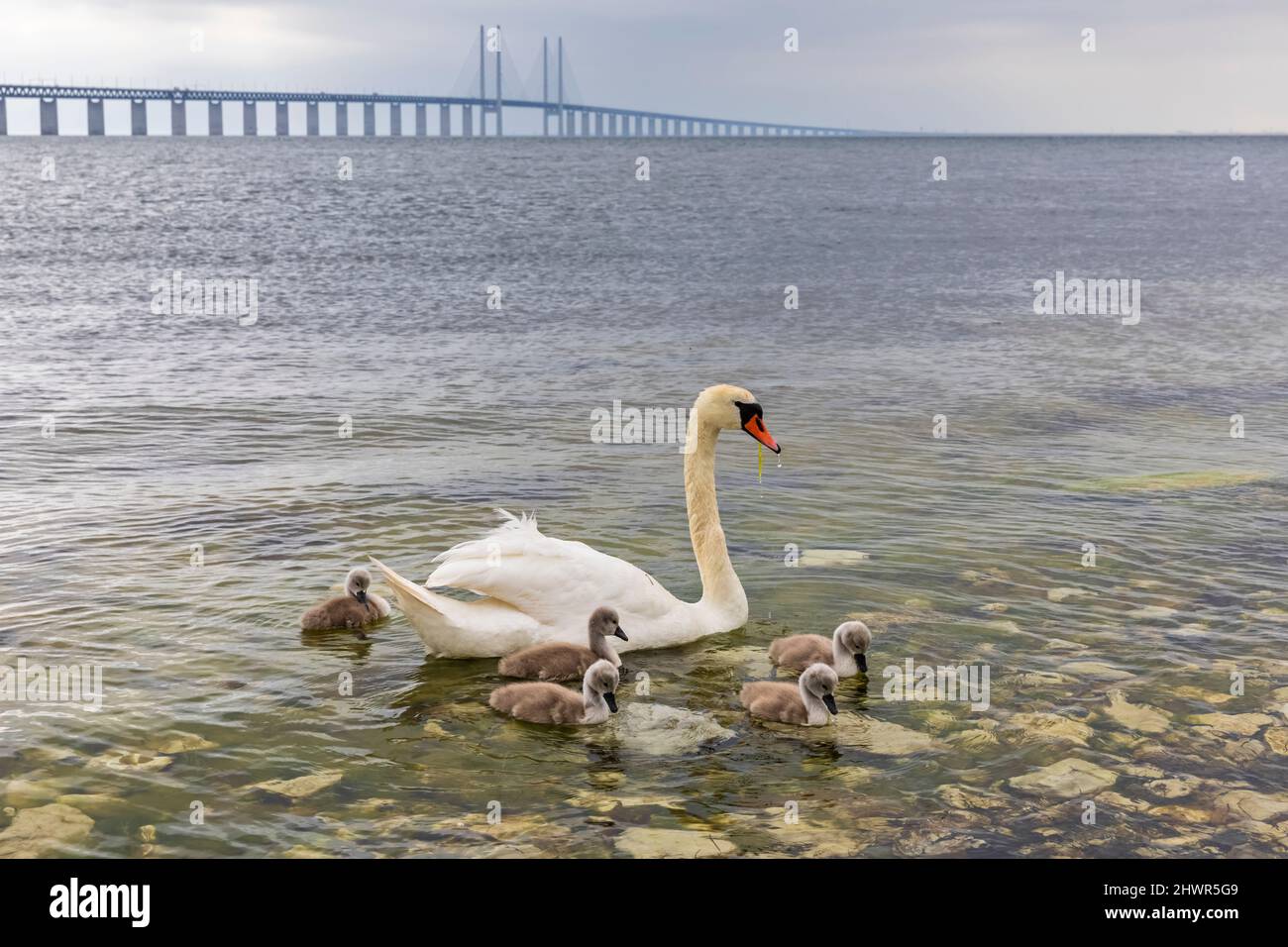 Erwachsener Schwan schwimmt mit Cygnets nahe dem Ufer der Sundstraße mit der Öresund-Brücke im Hintergrund Stockfoto