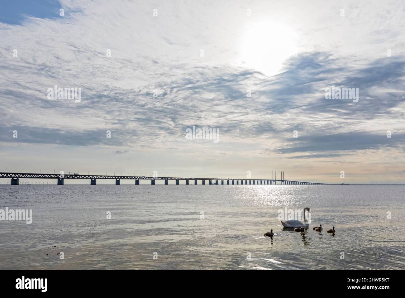 Erwachsener Schwan schwimmt mit Cygnets nahe dem Ufer der Sundstraße mit der Öresund-Brücke im Hintergrund Stockfoto